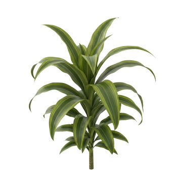 Dracaena marginata plant with long slender leaves