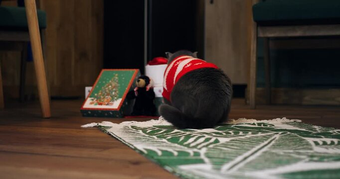 Curious cat approaches colorful Christmas gifts on patterned green rug in living room. Wearing warm red holiday sweater, grey pet inspects festive packages with calm seasonal atmosphere indoors.