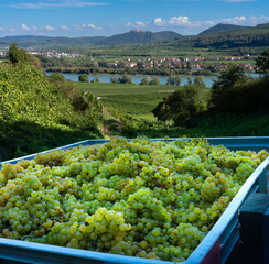 Obraz premium Freshly harvested white wine grapes in crate with scenic Wachau valley and Gottweig Abbey in background