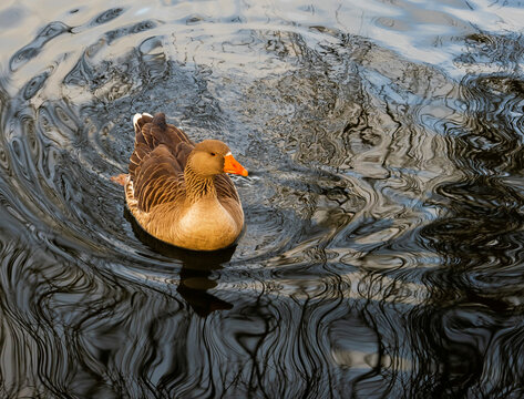 Duck into abstract shapes in a lake