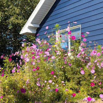 Beautiful, colorful Cosmos flowers blooming next to a bright blue house.