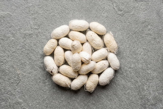 Natural white silkworm cocoons isolated on a grey stone background