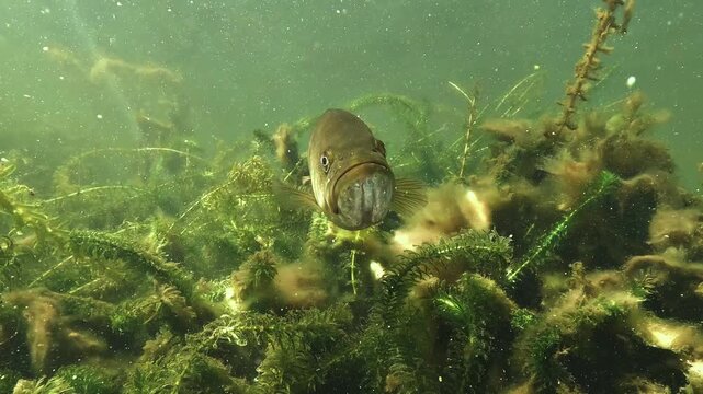Underwater close up of a black bass facing the camera. The fish hovers above a bed of green water plants in freshwater. Its mouth eye and fins are visible at short range.