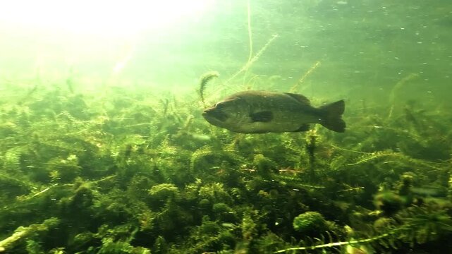A black bass swims in profile above a bed of elodea. Backlighting outlines its body against the bright water. The medium shot keeps the whole fish and the plants in frame.