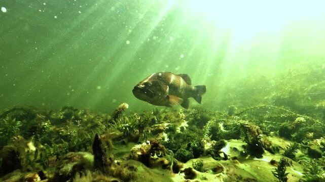 A black bass stays motionless in sunlit freshwater. Sunbeams cross the water above a bed of green plants. The slow motion shot holds the fish in the centre of the frame.
