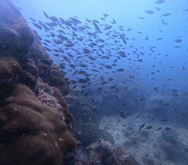 underwater view of the sea © Miles Woodworth
