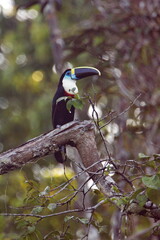 White-throated toucan (Ramphastos tucanus) perched in a tree in the Cuyabeno Wildlife Reserve, outside of Lago Agrio, Ecuador © Angela