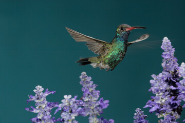 Fototapeta premium Broad-billed hummingbird hovering near some flowers