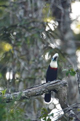 White-throated toucan (Ramphastos tucanus) perched in a tree in the Cuyabeno Wildlife Reserve, outside of Lago Agrio, Ecuador © Angela