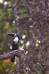 White-throated toucan (Ramphastos tucanus) perched in a tree in the Cuyabeno Wildlife Reserve, outside of Lago Agrio, Ecuador © Angela