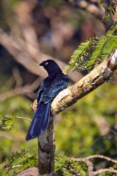 Greater ani (Crotophaga major) perched in a tree in the Cuyabeno Wildlife Reserve, outside of Lago Agrio, Ecuador