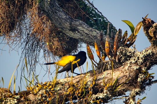 Yellow-rumped cacique (Cacicus cela) perched beside an orchid in a tree, in the Cuyabeno Wildlife Reserve, outside of Lago Agrio, Ecuador
