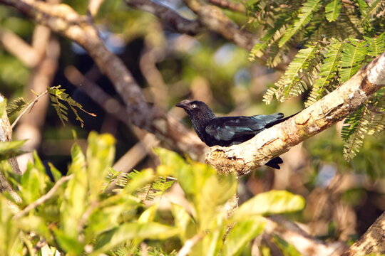 Greater ani (Crotophaga major) perched in a tree in the Cuyabeno Wildlife Reserve, outside of Lago Agrio, Ecuador