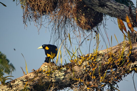 Yellow-rumped cacique (Cacicus cela) perched beside an orchid in a tree, in the Cuyabeno Wildlife Reserve, outside of Lago Agrio, Ecuador