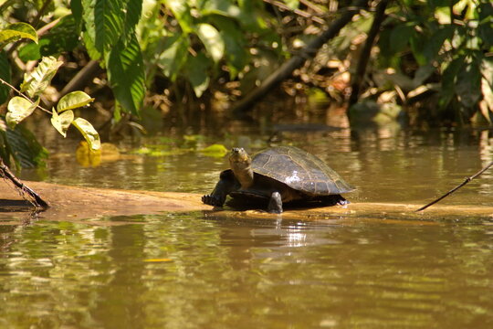 Turtle on a log in the Cuyabeno Wildlife Reserve, outside of Lago Agrio, Ecuador