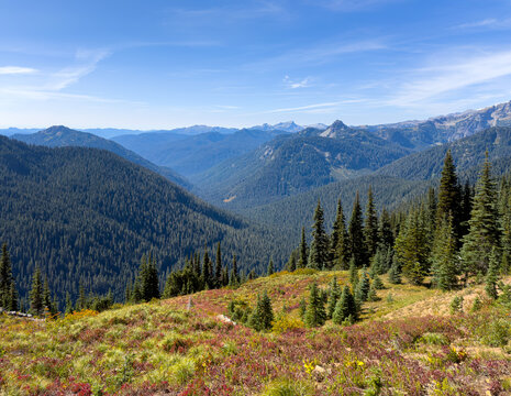 View overlooking the Cascade foothills with carpeted evergreen fields in Mount Rainier National Park from Naches Peak Loop Trail.