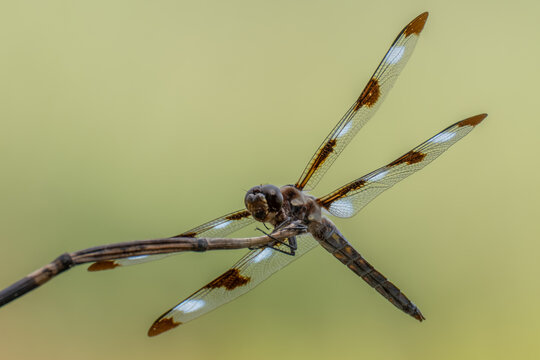 Twelve-spotted Skimmer (Libellula pulchella). Raleigh, North Carolina.