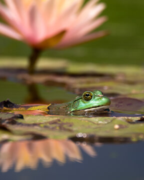 American bullfrog(Lithobates catesbeianus) posing in front of a water lily.