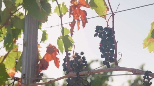 Ripe red grapes growing on a vineyard vine