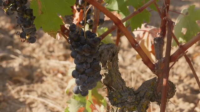 Ripe black grapes growing on an old grapevine