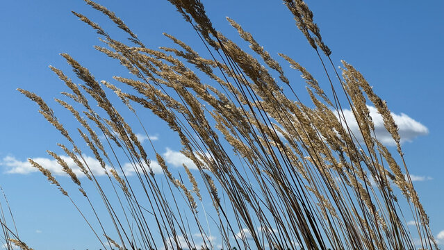 Classic Stalks of Wheatgrass in Golden Light
