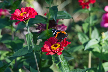A red admiral butterfly resting on a vibrant pink zinnia flower in a sunny summer garden © MARIA – Nature