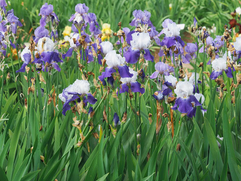 Purple white iris flower, Royal bearded iris
