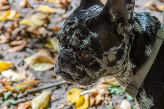 The series features close-up portraits of a distinctive merle French Bulldog resting in the grass and playfully peeking from behind a tree trunk, a sunlit winding dirt path through the wooded park.