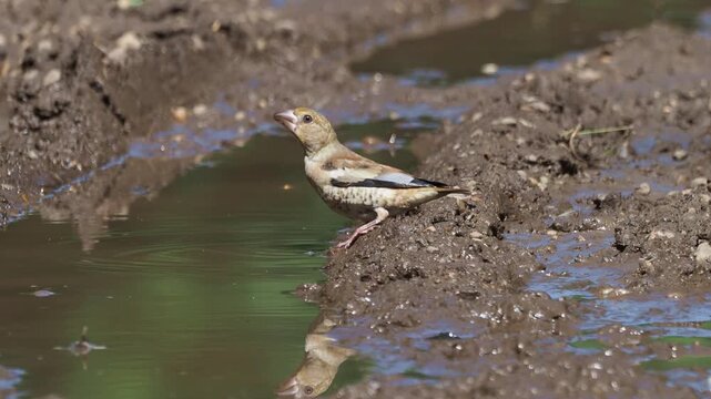 Hawfinch (Coccothraustes coccothraustes) juvenile drinking from a forest stream