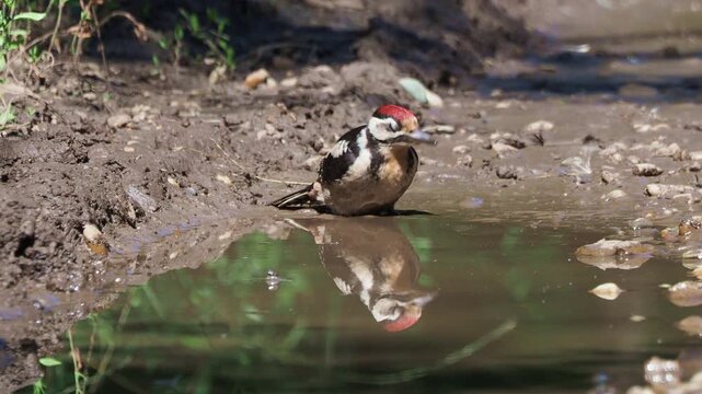 Great Spotted Woodpecker (Dendrocopos major) male drinking from a forest pond