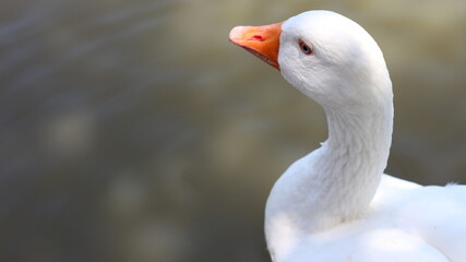 Close up portrait of a white domestic goose with orange beak near a pond with copy space  © youness