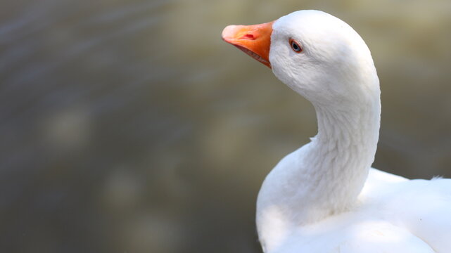 Close up portrait of a white domestic goose with orange beak near a pond with copy space
