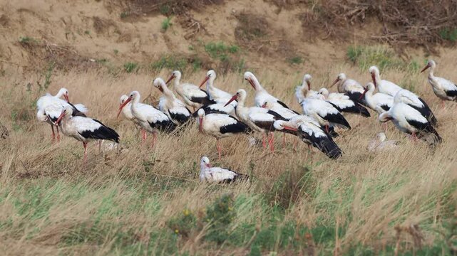 A large flock of White Storks (Ciconia ciconia) gathering in a dry meadow during autumn migration