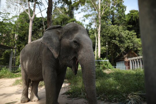 elephant in the park