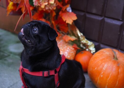 Funny black pug licking lips in red harness near pumpkins and autumn decor on street. Pet care, harvest festival and Halloween concept. Adorable dog enjoying fall walk with seasonal mood.