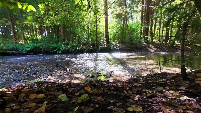 Bach 8