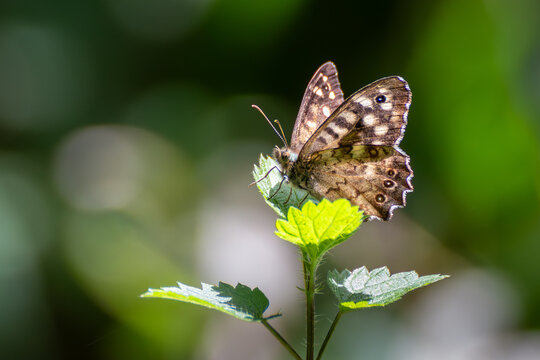 Speckled Wood butterfly resting on green foliage at Magor Marsh