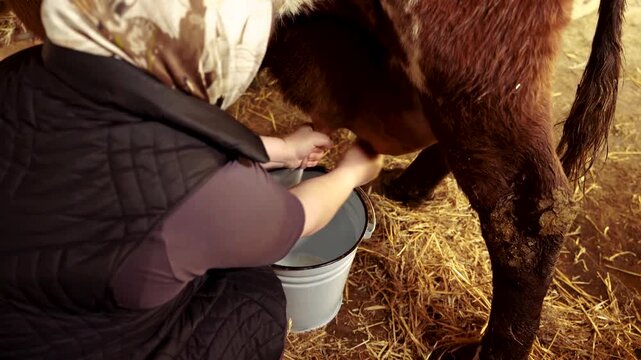 Milking cow by hand inside straw-filled barn, close rear view of dark vest and headscarf as milk pours into metal pail