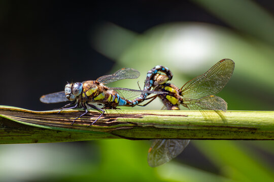 Mating pair of Southern Hawker Dragonflies perched on a reed at Magor Marsh