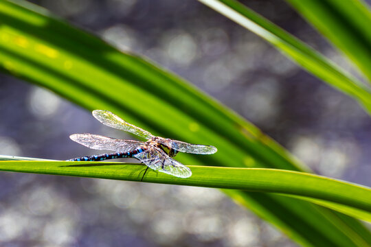 Southern Hawker Dragonfly resting on a green leaf near water at Magor Marsh