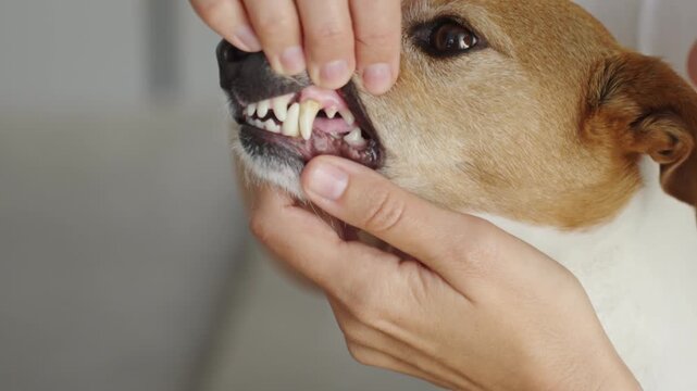 Woman checking teeth of Jack Russell terrier dog