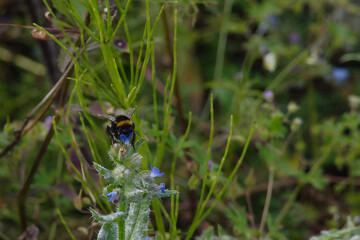 Bumblebee collecting nectar from a small blue flower in a lush green meadow © MARIA – Nature