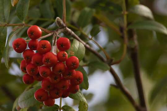 Close-up of bright red rowan berries hanging from a branch in autumn