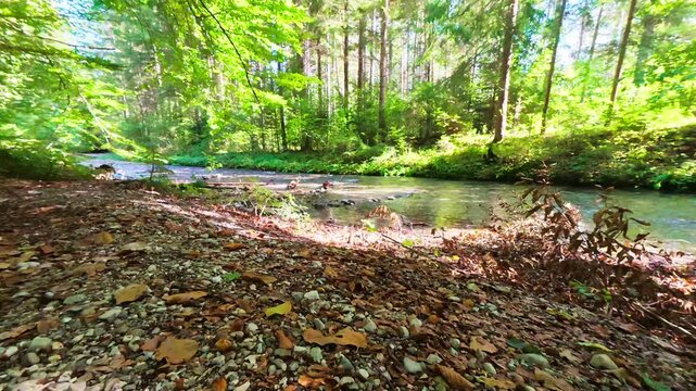 Bach im Wald