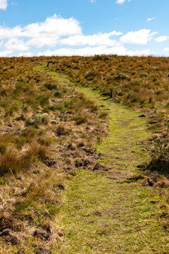 Hiking trail through low vegetation and shrubs in southern Brazil