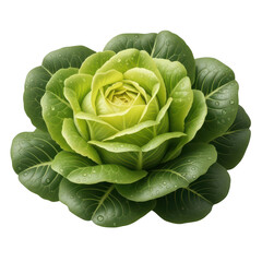 Fototapeta premium Fresh cabbage rose