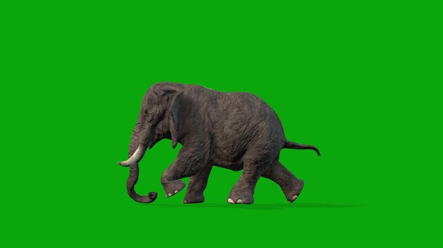 Realistic 3D Elephant Running Across on Green Screen, Natural Run Cycle Animation side camera view, Seamless Movement, 4K Chroma Key Stock Footage