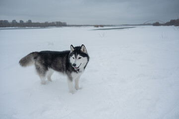 Siberian husky dog running away in deep snow towards winter forest © Михаил Решетников