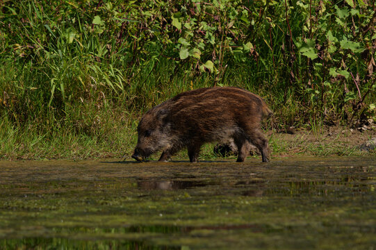 Wild boar piglet foraging near the water edge in natural habitat