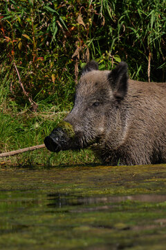 Wild boar bathing and cooling off in shallow water near green riverbank